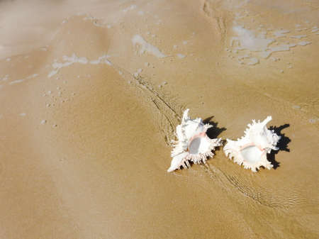 Seashell on the beach