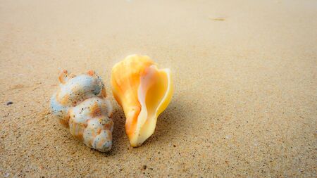 Seashell on the beachの写真素材