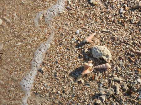 Seashell on the beach