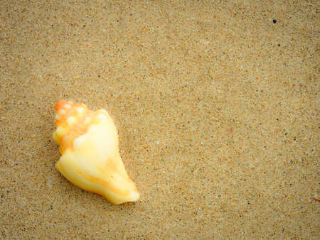 Seashell on the beach