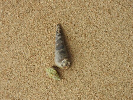 Hermit crab on the beach