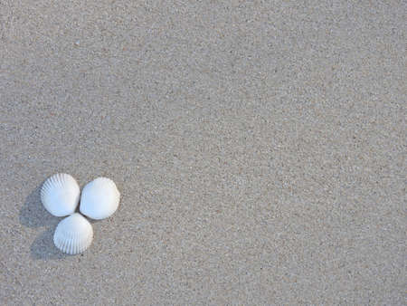 Seashell on the beach