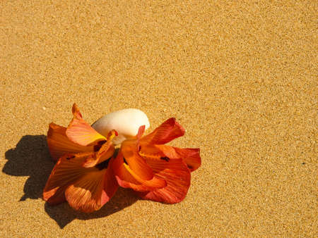 Seashell on the beachの写真素材