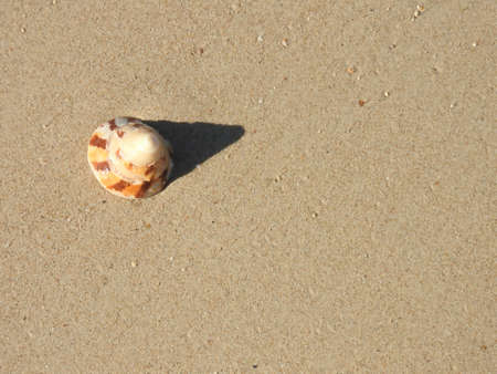 Seashell on the beachの写真素材