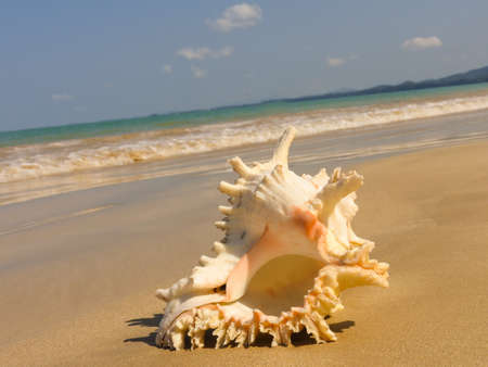 Seashell on the beach