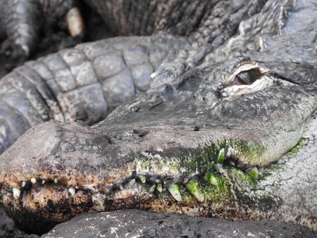 Crocodiles in the water