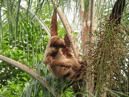 sloth on the tree