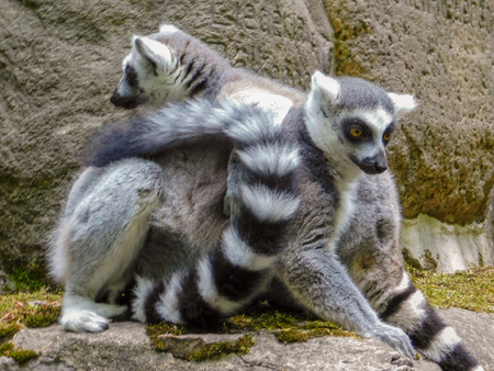 Katta in the zooの写真素材