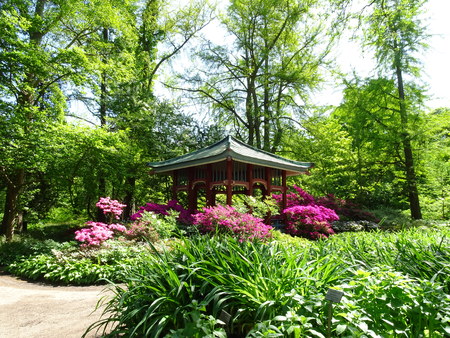 Azalea in differentの写真素材