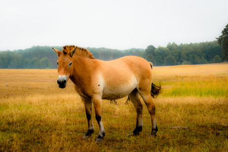 Przewalski horse in the great outdoorsの写真素材