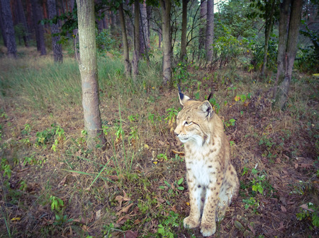 Lynx in the forest