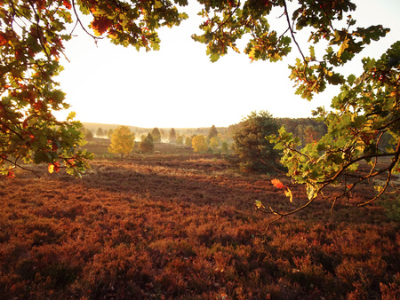Golden autumn in the L?neburg Heath near Undelohの写真素材