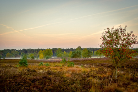 Golden autumn in the L?neburg Heath near Undelohの写真素材