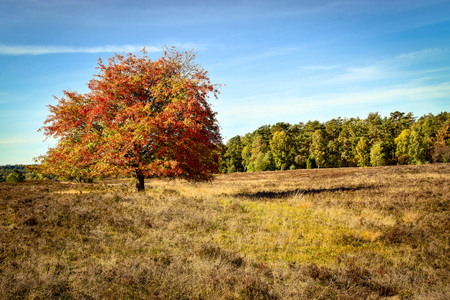 Golden autumn in the L?neburg Heath near Undelohの写真素材