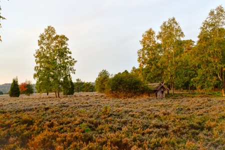 Golden autumn in the L?neburg Heath near Undelohの写真素材