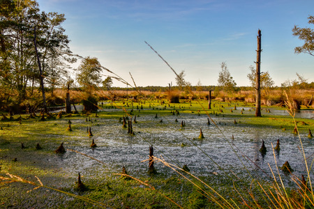Pietzmoor in the L?neburg Heath near Schneverdingenの写真素材