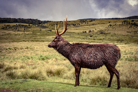 Deers in the Hortons Plains National Park in Sri Lankaの写真素材
