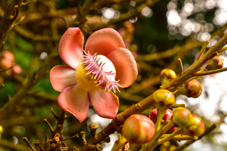 Cannonball tree with beautiful blossom at the stemの写真素材