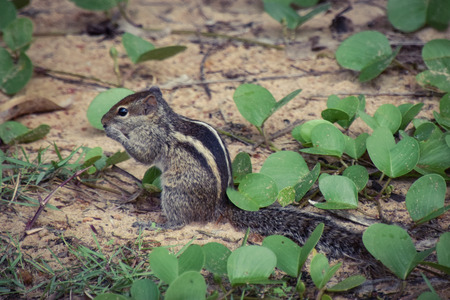 Chipmunk in a hotel plant on Sri Lankaの写真素材