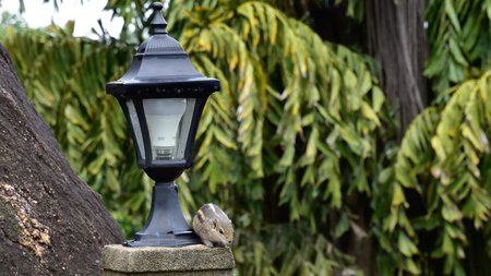Chipmunk in a hotel plant on Sri Lankaの写真素材