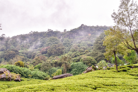 Tea plantations Landscape pictures of Sri Lankaの写真素材