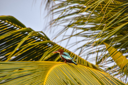 Braunliest beautiful colorful bird on Sri Lankaの写真素材
