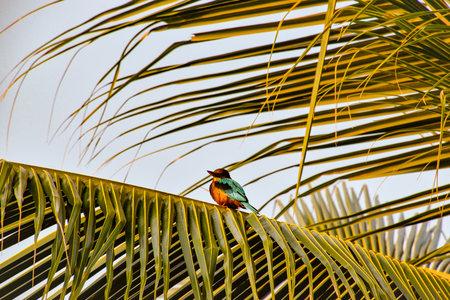Braunliest beautiful colorful bird on Sri Lankaの写真素材
