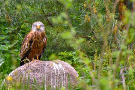 Bearded owl, bearded owl Snowy owl in the wildの写真素材