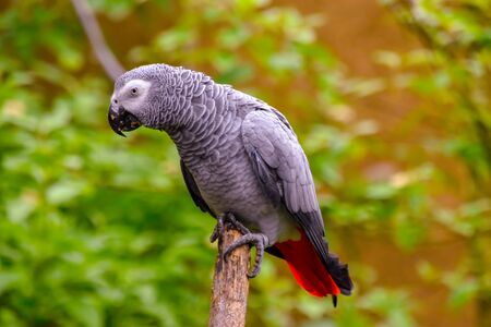 Beautiful gray parrot in the wildの写真素材