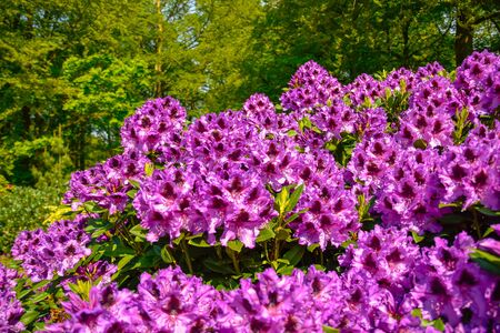 Rhododendron in different colors and different varietiesの写真素材