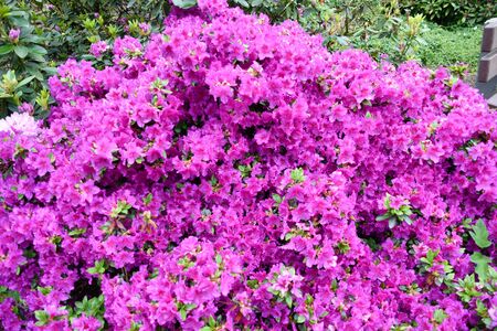 Rhododendron in different colors and different varietiesの写真素材