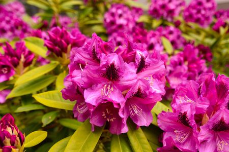Rhododendron in different colors and different varietiesの写真素材