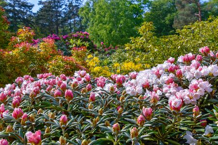 Rhododendron in different colors and different varietiesの写真素材