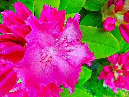 Rhododendron in different colors and different varietiesの写真素材