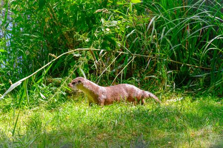 Otter in the wildの写真素材