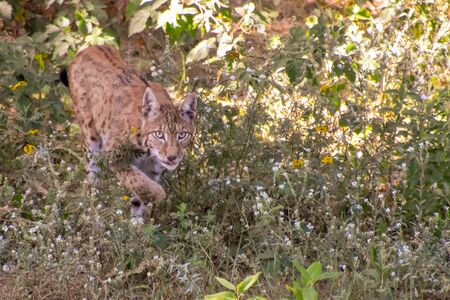 Lynx in the forestの写真素材