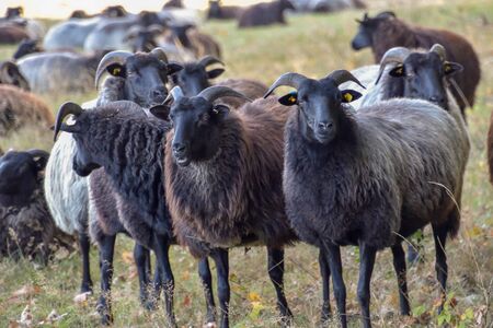 Heidschnucken in the Luneburg Heath near Undelohの写真素材