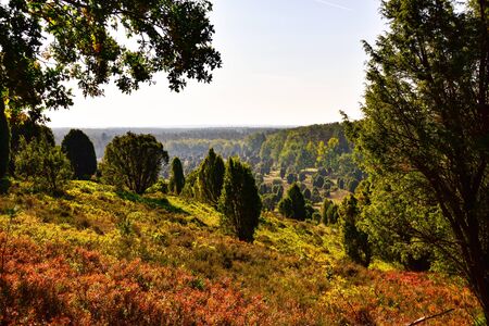 Golden autumn in the L?neburg Heath near Undelohの写真素材