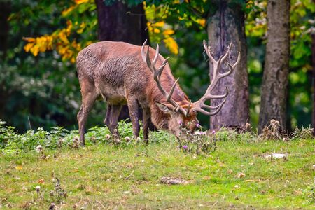 Red deer in the nature in the forestの写真素材