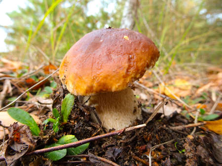 Cep in the woods