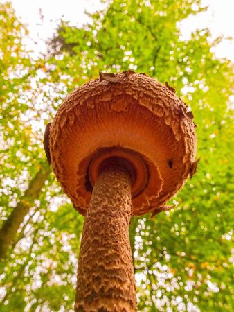 Umbrella mushroom in the forestの写真素材