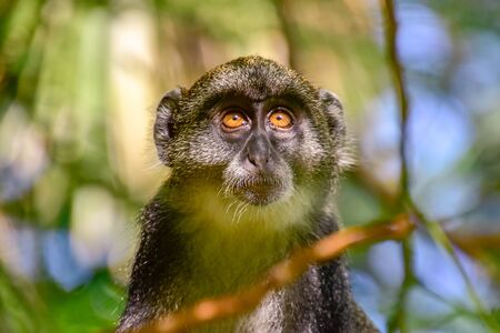 Monkeys in a hotel complex in Kenyaの写真素材
