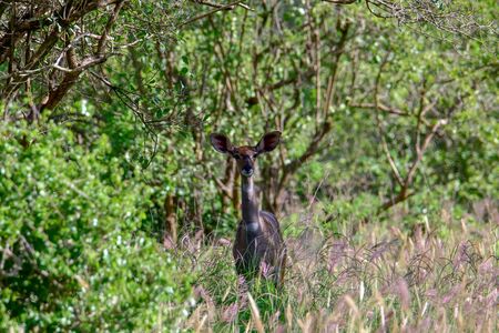 Antelopes in the National Park Tsavo East, Tsavo West and Amboseli in Kenya