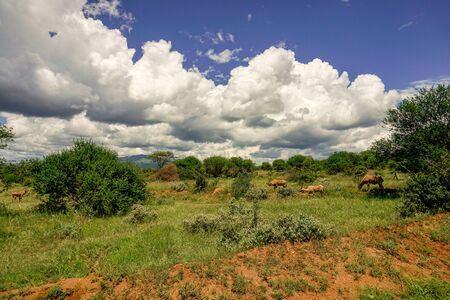 Antelopes in the National Park Tsavo East, Tsavo West and Amboseli in Kenyaの写真素材