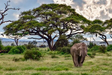 Elephants in the Amboseli National Park in Kenya