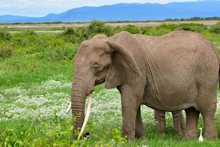 Elephants in the Amboseli National Park in Kenya