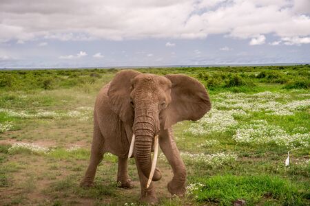 Elephants in the Amboseli National Park in Kenya