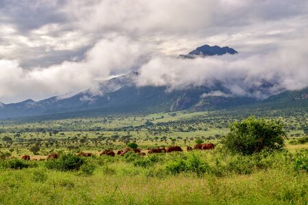 Elephants in the Tsavo East and Tsavo West National Park in Kenya