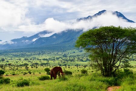 Elephants in the Tsavo East and Tsavo West National Park in Kenyaの写真素材