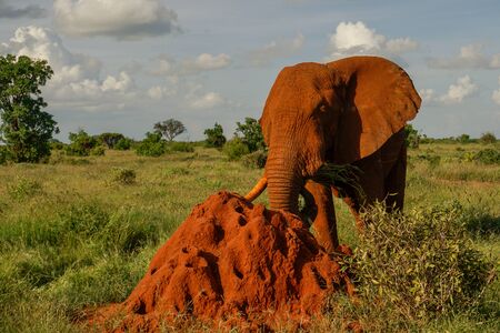 Elephants in the Tsavo East and Tsavo West National Park in Kenyaの写真素材